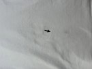 SUPREME T SHIRT MINIMAL BIANCO UOMO PRE OWNED L